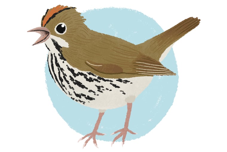 Oven Bird
