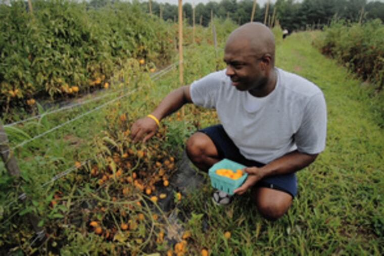 Customer Ron Jones picks Fargo Pear tomatoes at Pennypack Farm.