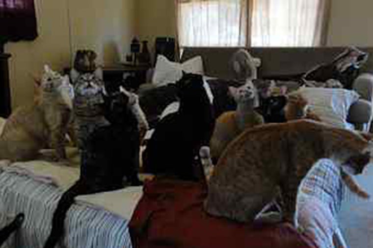 A congregation of cats in a scene from Animal Planet's six-part 'Confessions of an Animal Hoarder.' (TIM HARDY)