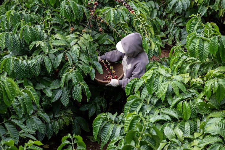 Vietnam’s record coffee harvest could alleviate global supply shortages. Vietnam’s record coffee harvest could alleviate global supply shortages.