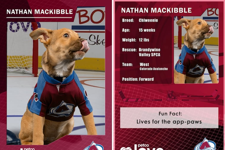 Nathan McKibble — aka Bobber — is representing the Avalanche, but is up for adoption through the Brandywine Valley SPCA.
