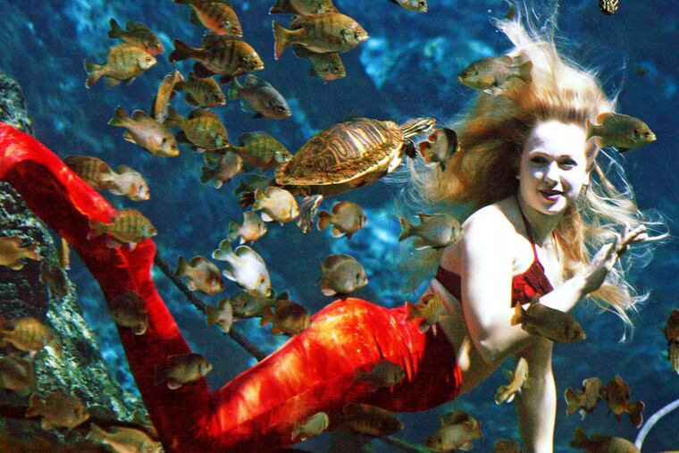 The Weeki Wachee Mermaids visit Adventure Aquarium in Camden through Sunday.