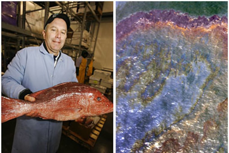 Joseph J. Lasprogata, of Samuels & Son Seafood Co., holds a domestic red snapper. Seafood prices have gone up due to the oil spill in the Gulf, but fish safe to eat is still available. (Alejandro A. Alvarez / Staff Photographer)