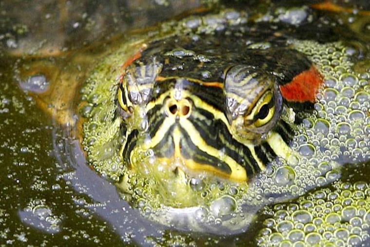 Oh, god, they’re everywhere! Well, no, they’re not, actually, despite a news release from the Mayor’s Office. (AP/File)