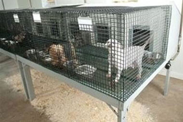 Gov. Rendell said a 2008 law marked the end of wire cage flooring for adult breeding dogs. But it allows puppies under 12 weeks to stand on wire flooring. That means adult dogs that are nursing puppies could live on wire for many months. (Photo: Animal Law Coalition Web site)