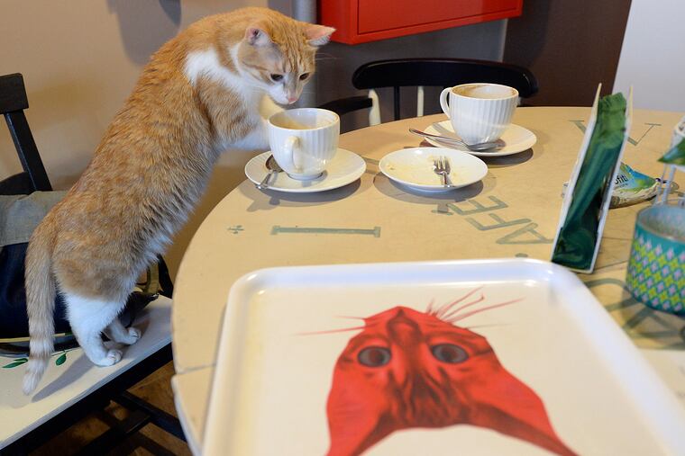 A cat in Warsaw, Poland, in 2018.