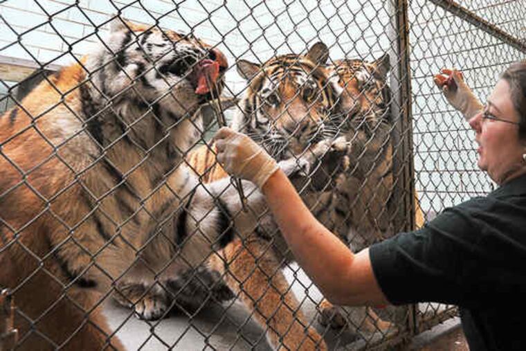 Using meat treats, tiger keeper Tara Brody trains tiger cubs (from left) Terney, Changbai, and Koosaka to come on command - for medical and hygiene needs.