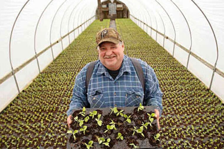 Kevin Flaim in a greenhouse full of eggplant seedlings on the family farm in Vineland, N.J. They will be planted in the farm's fields at the end of April.(Michael Bryant / Staff)