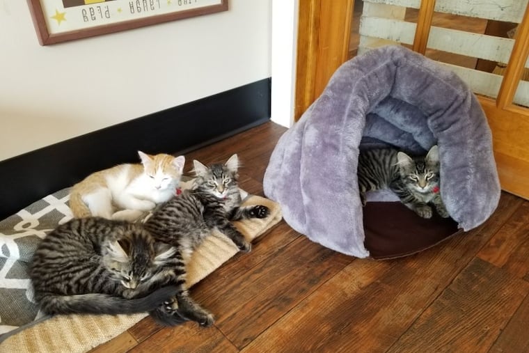 A view inside the “Kitty Corral" at the new MeWow Cat Café in Doylestown.