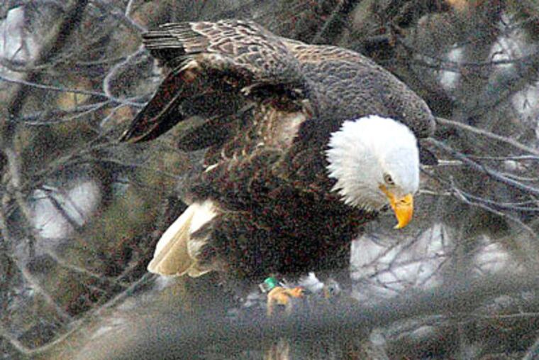 One of the pair of bald eagles building a nest at the John Heinz National Wildlife Refuge at Tinicum. (Photo by Bill Buchanan)