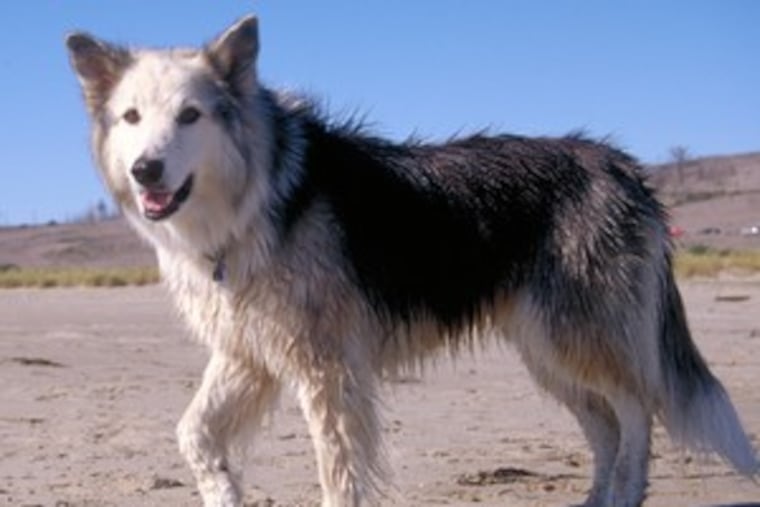 Meet Missy, a clone. A California company is offering to clone your dog if yours is the winning bid.