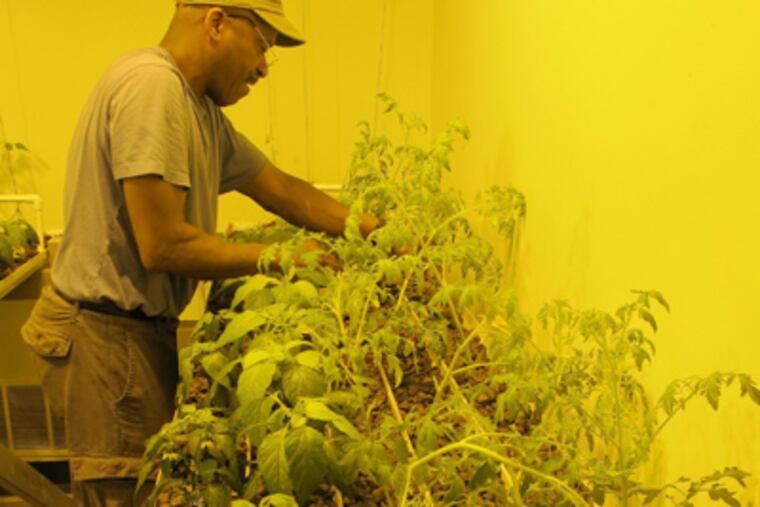 David Young gives aquaponic plants a spray of water at Partnership Community Development Corp.'s Urban Food Lab, in a once-forsaken storefront on 60th Street in West Philadelphia.