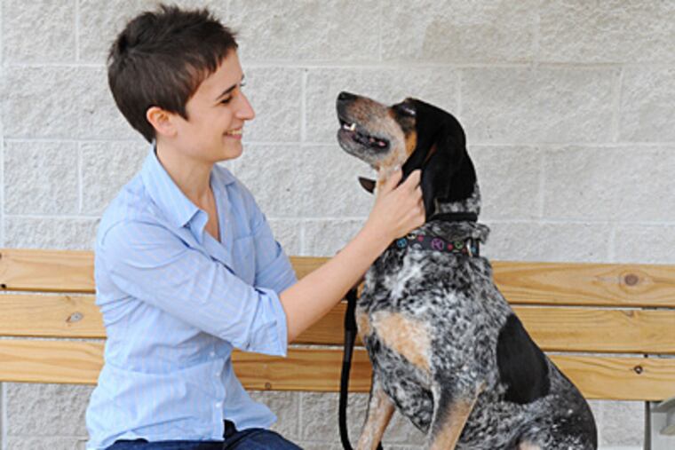Rachel Cohen, a senior at Penn from Abington, interacts with Bryon, a bluetick coonhound up for adoption at PAWS animal shelter on Grays Ferry Ave. (Clem Murray / Staff Photographer)