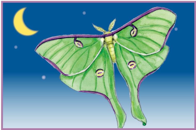 Art Thief display art for luna moth. Amy Raudenbsuh #submittedImage