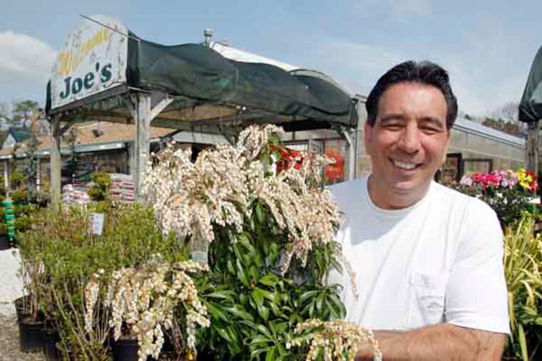 JRIORDAN14 --Kevin writes about Brigantine-area residents who escaped major damage from Sandy but are finding that their shrubs, trees and other plants will have a silent spring due to salt water flooding.
Joe Fichetola, an owner of the JoeÕs Garden Center is holding a pot of shrub, Dorothy Wyckoff ( Pieris Japonica.) ht his garden Center in Galloway Twp, NJ.
April 11, 2013. ( AKIRA SUWA / Staff Photographer )