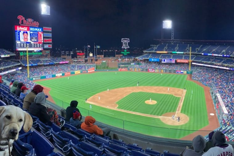 Quade, a seeing-eye dog in training, at a Phillies game this past spring. He's been paired with Nancy Winter, an Assistant U.S. Attorney in Philadelphia. (Credit: Nancy Winter)