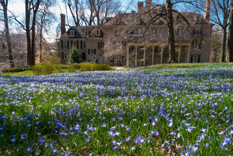 Early bulbs pop up at Winterthur. MUST CREDIT: Bob Leitch/Winterthur