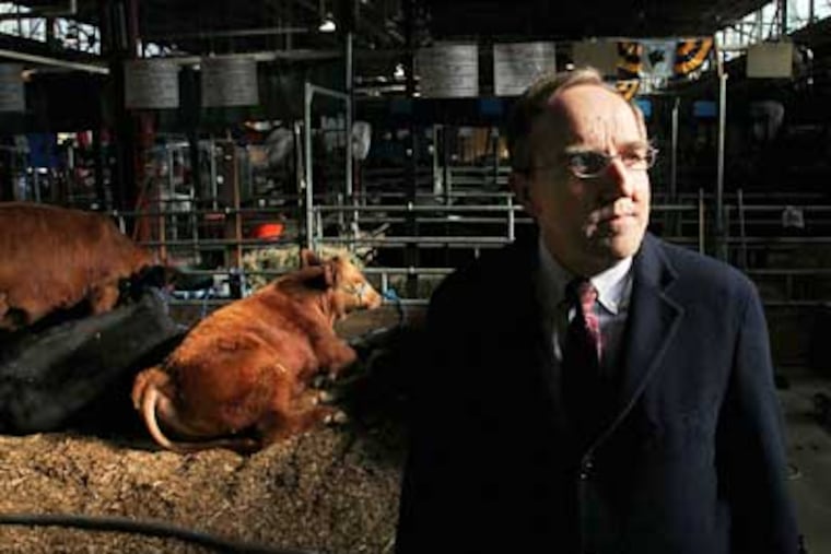 Craig Shultz, director of the state Bureau of Animal Health and Diagnostic Services, with some of the cows on display at the Pennsylvania Farm Show in Harrisburg earlier this month. (Laurence Kesterson / Staff Photographer)