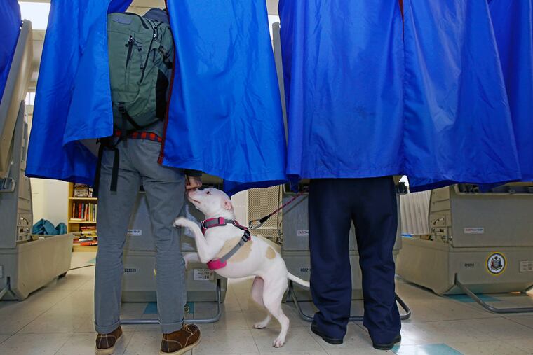 Iris, a 14-month-old puppy owned by Wayne Christman (right), takes the opportunity to check in on Andrew Wiemken as both vote at the Old First Reformed Church on Race Street.