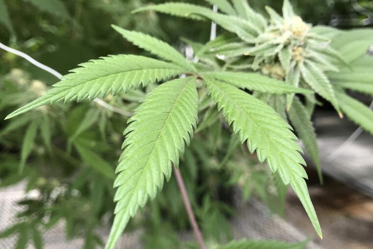 (AP Photo/Susan Montoya Bryan, File)