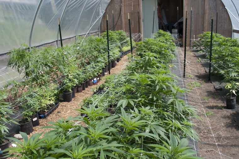 A commercial greenhouse production of organic medical marijuana in Port Townsend, Wash.