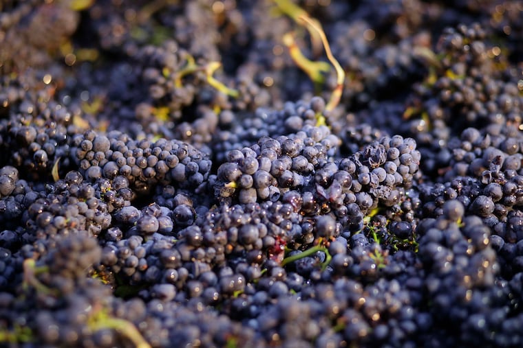 Freshly picked pinot noir grapes.