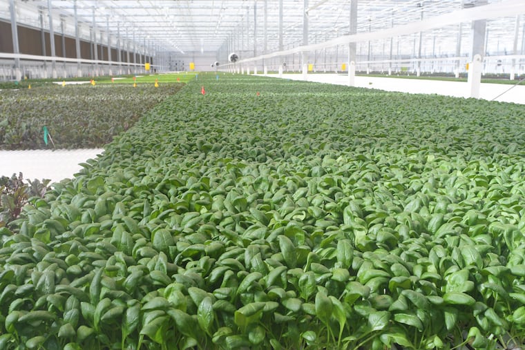 Trays of spinach and other greens are shown at the newly opened BrightFarms greenhouse in Selinsgrove, Pa. on Thursday, Feb. 14, 2020. Selinsgrove is one of five BrightFarms locations that provide locally grown salad greens to supermarkets in their respective areas within 24 hours of being picked.