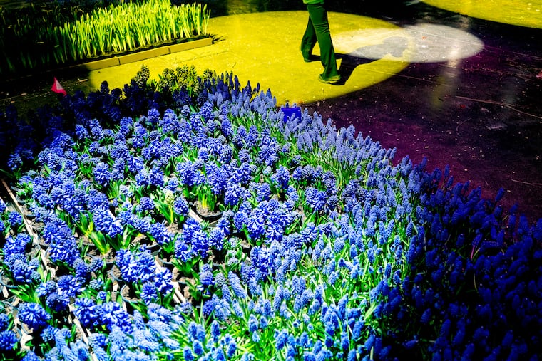 Awaiting placement in the entrance garden, hyacinths are in the spotlight as technicians adjust the Convention Center lighting while set up continues at the PHS Philadelphia Flower Show Tuesday, Feb. 24, 2026. The theme of the nation’s largest and longest-running horticultural event this year is “Rooted: Origins of American Gardening.”