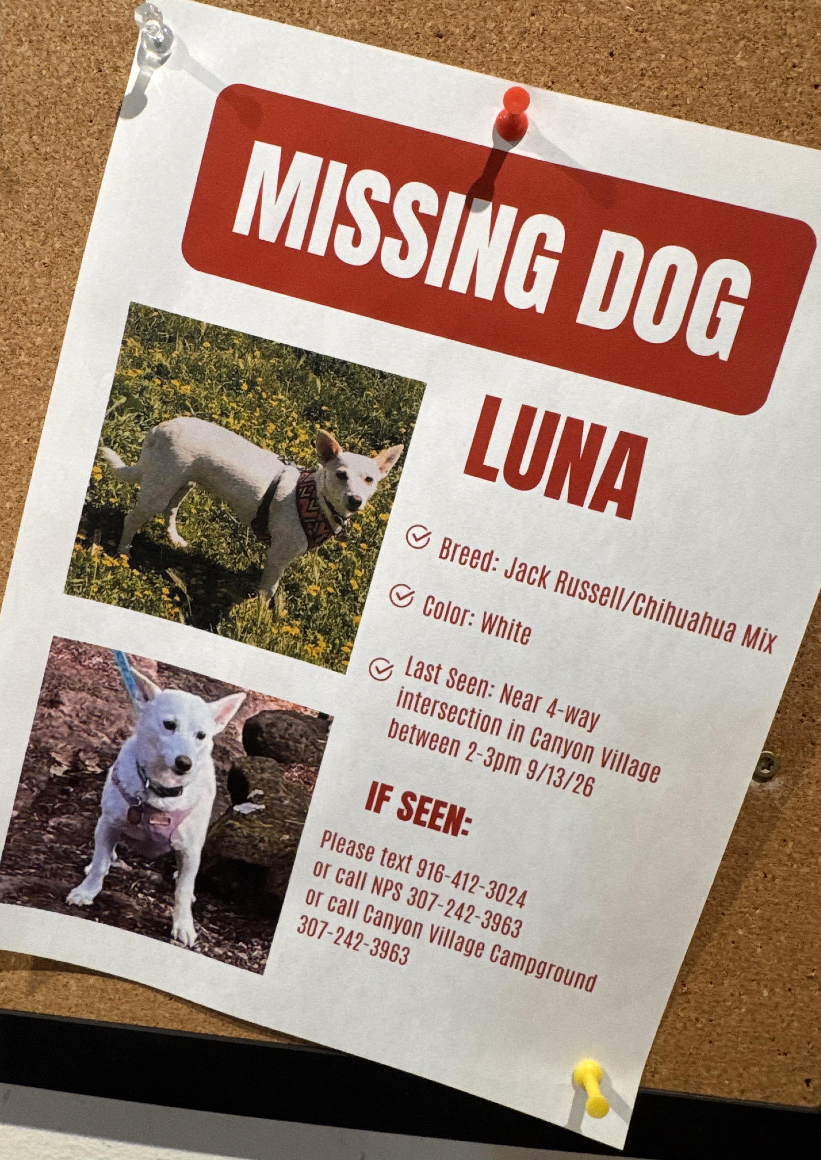 Search for missing pup in Yellowstone under pressure as winter nears
