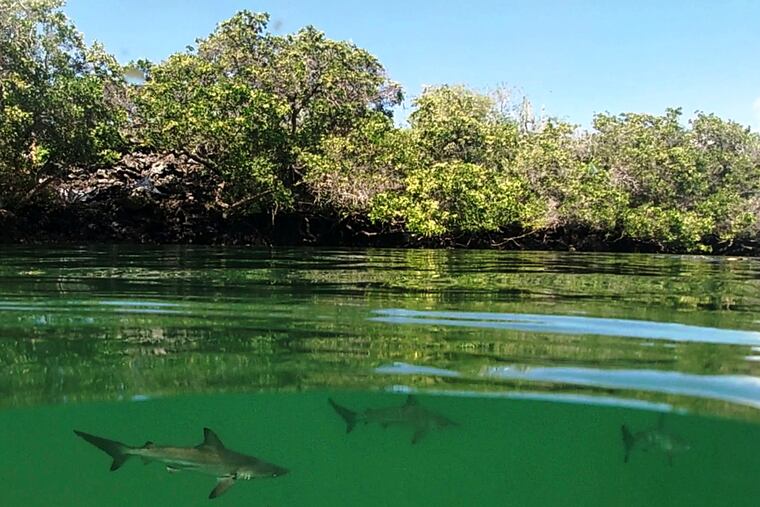 This Feb. 25, 2019 handout photo provided by the Galapagos National Park shows a hammerhead shark nursery which was recently discovered in Santa Cruz, Galapagos Islands, Ecuador. The International Union for the Conservation of Nature lists hammerhead sharks as endangered species that have suffered sharply declining numbers in recent years around the world.
