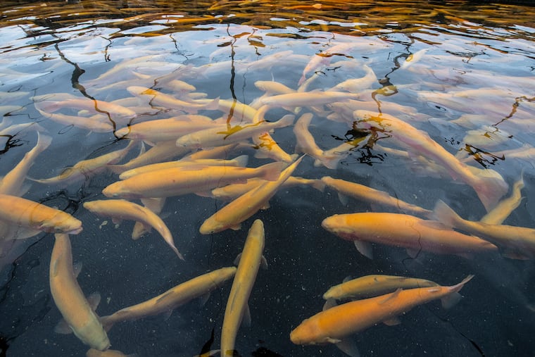 Raceways containing golden rainbow trout are shown at the Huntsdale State Fish Hatchery in Carlisle, Pa., on Oct. 30. The Pennsylvania Fish and Boat commission said it has been stocking trout at an accelerated rate, so the fish have spread out, and anglers should do the same as they keep themselves and others safe during the pandemic. There will be plenty of rainbows like this one for anglers to catch.
