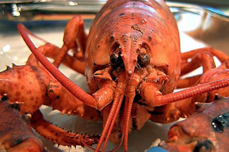 Lobster, as it cools following its trip to the steamer. (David Maialetti / Staff Photographer)