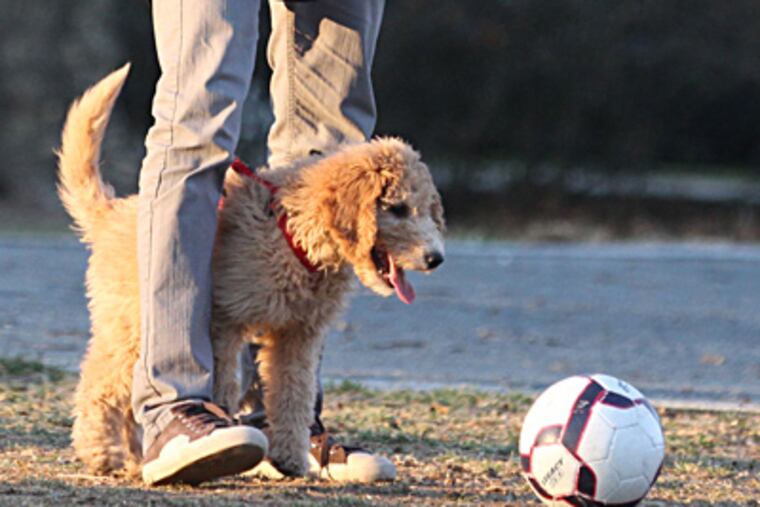 Playing in a city park. More dog parks in Philadelphia could help reduce health risks. CHARLES FOX / Staff Photographer