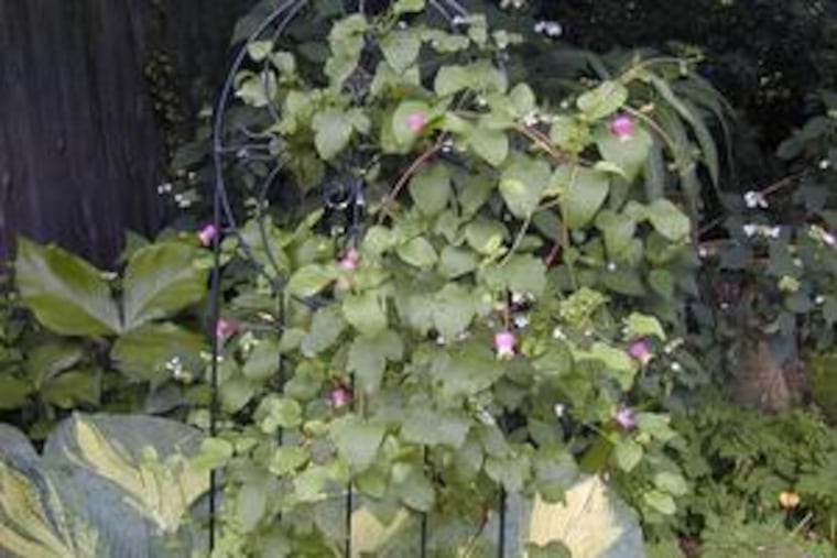 Diminutive Clematis versicolor planted near Hosta 'Great Expectations' in Carol Lim's Broomall garden. Its tiny bells are purple at the base, fading to greenish white, and so prolific, Lim says, "it will eat the world!"