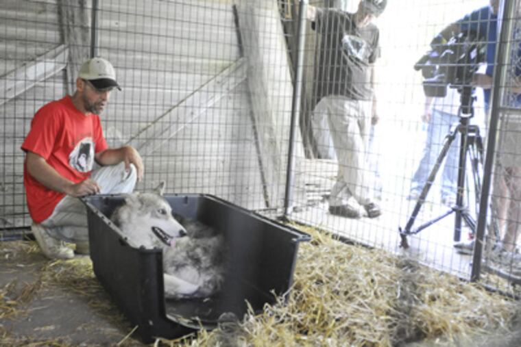 Liberty, formerly named Levi, the wolf-dog found in Pennypack Park, poses for cameras with caretaker Darin Tompkins at the Speedwell Forge Wolf Sanctuary. (Ron Tarver / Staff Photographer)