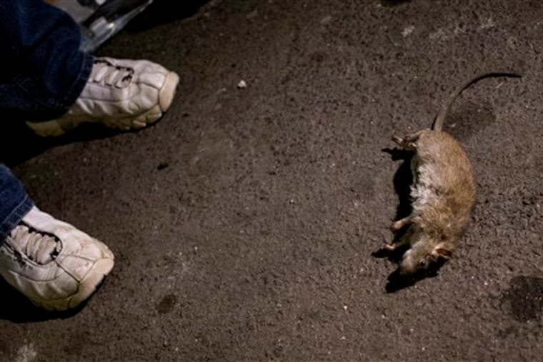 A rat lay dead in a lower Manhattan alley, caught and killed by a small hunting dog as a group of dog owners gather to let their various breeds hunt rats in New York Friday, April 26, 2013. (AP Photo/Craig Ruttle)
