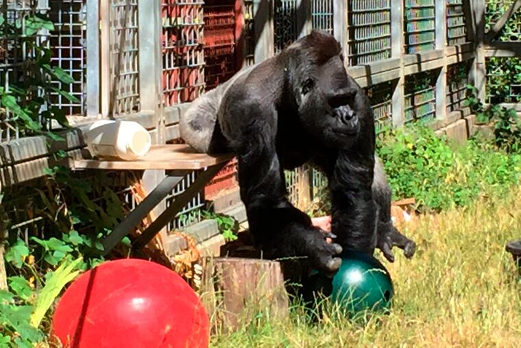 In this 2016 photo provided by the Cincinnati Zoo and Botanical Garden, the silverback gorilla Ndume picks up a toy at The Gorilla Foundation's preserve in California's Santa Cruz mountains. The zoo that's suing the conservatory for the return of the gorilla has asked a judge to rule in the zoo's favor without going to trial. Zoo officials claim Ndume has since lived in isolation to his detriment, while the foundation says a transfer would harm him and pose unnecessary risk. (Ron Evans/Cincinnati Zoo and Botanical Garden via AP)