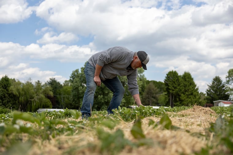 Jeremy Zeager, a manager at Highland Orchard, in Chester County, checking the strawberries that were affected by the frost and change in April. Officials in Pennsylvania and New Jersey say the freeze damaged up to $500 million worth of crops.