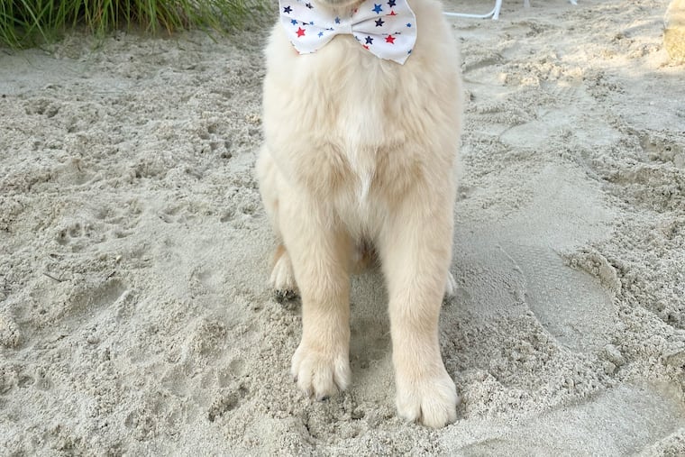 Drake the Pup Star in his finery