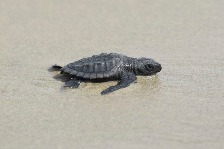 A newly hatched Kemp's ridley sea turtle making its way out to the Gulf of Mexico from Louisiana's Chandeleur Islands.