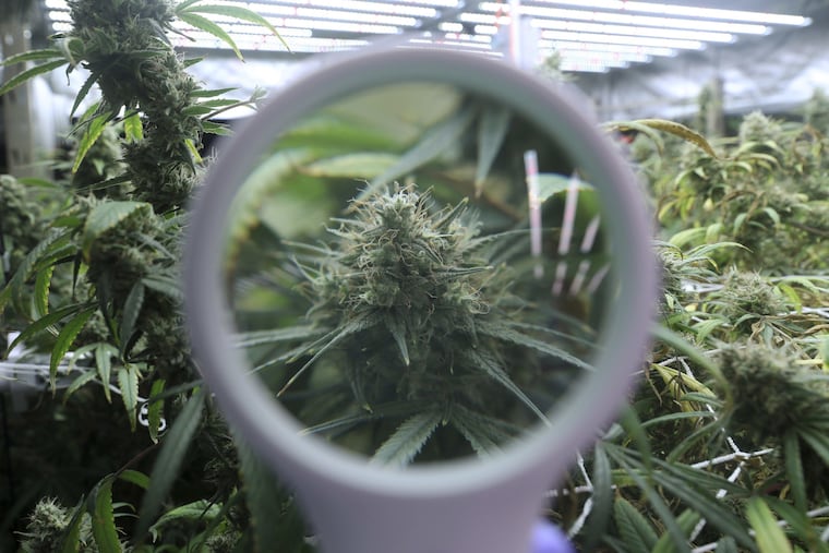A Pennsylvania State Senate Committee on Tuesday held a hearing to examine the potential effects of adult-use cannabis legalization on children youth. The photo shows a flowering cannabis plant through a magnifying glass at cannabis cultivation company Illinois last summer.
