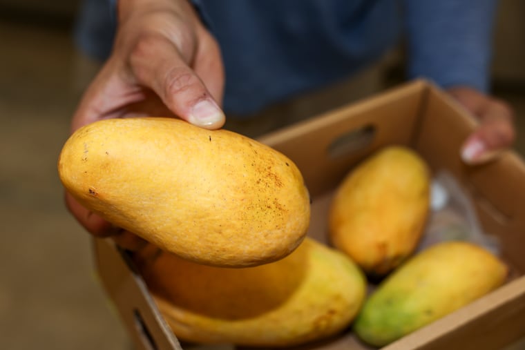 Musa Khan holds a Sindhri from Pakistan at Delco Farmers Market on Monday, July 6, 2026 in Folcroft, Pa.