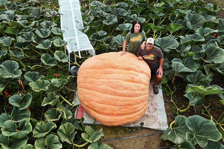Dave and Carol Stelts pose with a pumpkin they’re growing at their farm, Dave & Carol's Valley Of Giants, in Enon Valley, Pa. They are surrounded by the vines from one plant.