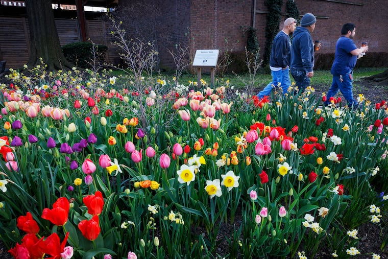 Flowers in flower bed are in full bloom at Society Hill Towers last week. Spring is about to feel a whole more like summer in the next few days.