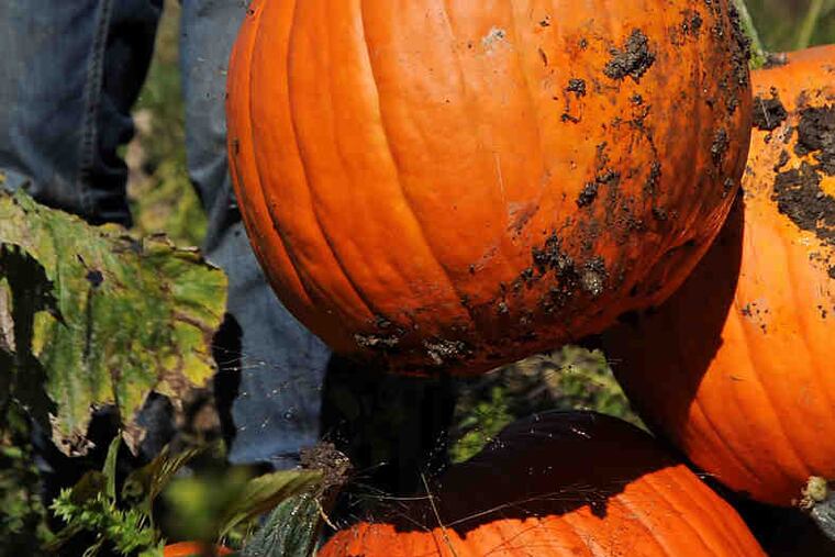 Taylor Colomb helps with the pumpkin harvest in Queensbury, N.Y.