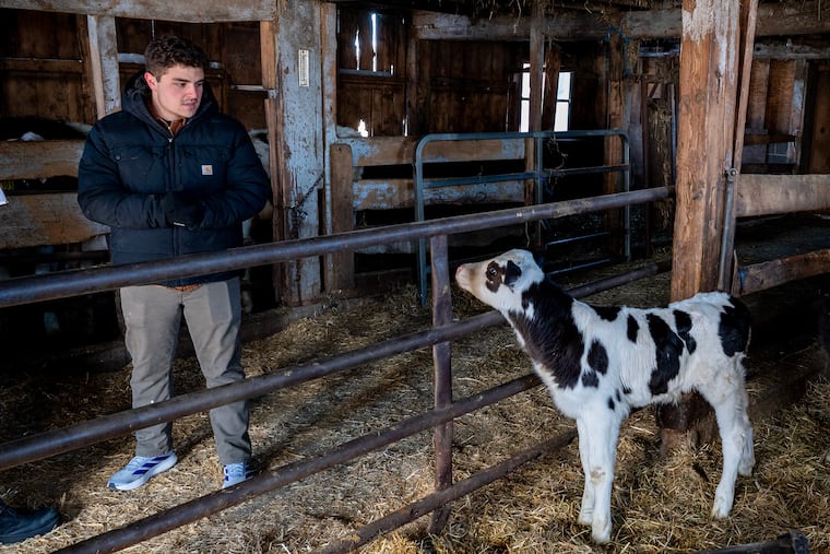 Farmer Andrew Cadwallader with calf at Waldac Farms in Salem, N.J., on Jan. 29.