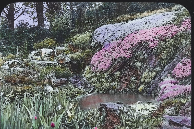 Marie Voight Haughton planted this rock garden in Paoli with dwarf primroses, daphnes, alpine rhododendrons, small junipers, phlox, and more. Her name was recorded officially as Mrs. Richard Haughton.
