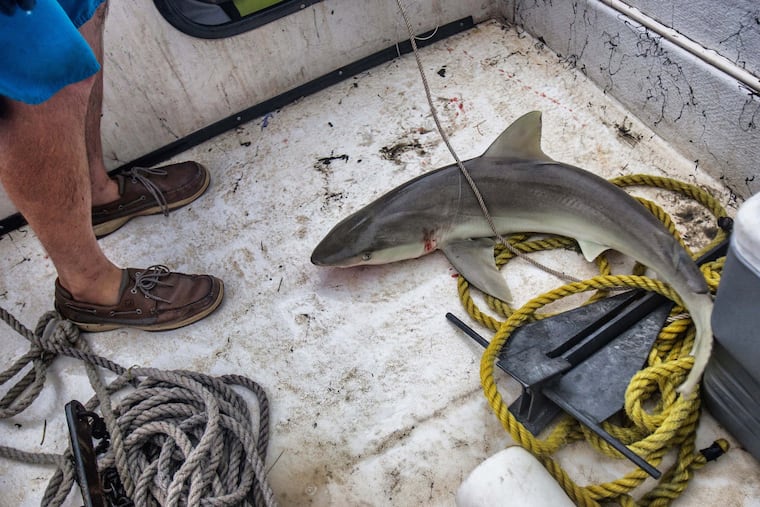Chuck Bangley and his crew catch and measure a female Blacknose Shark during a research trip off the North Carolina coast near Cape Lookout on Saturday, July 11, 2015. The team hopes to verify and identify the species of sharks found in the estuary waters of the sounds. (Tegan Johnston/Raleigh News & Observer/TNS)