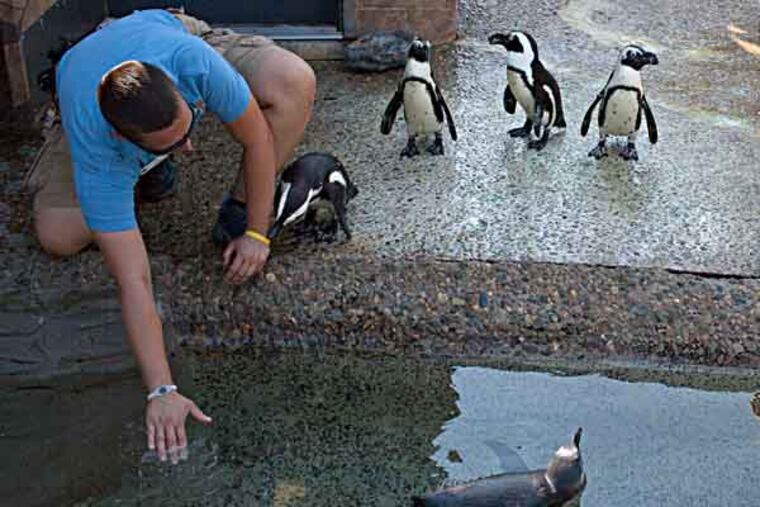 Jenn Hutchins, a biologist with Adventure Aquarium, attempts to get Casanova out of the water before the reveal. First-time penguin parents Kali and Tyson make the gender reveal of Casanova, now "Cassie", by running through either pink or blue paint to reveal the gender at the Adventure Aquarium in Camden, NJ, on July 17, 2013. ( ANDREW RENNEISEN / Staff Photographer )