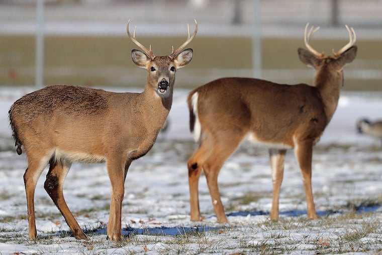 File. Deer at FDR Park in Philadelphia in January. DAVID MAIALETTI / Staff Photographer